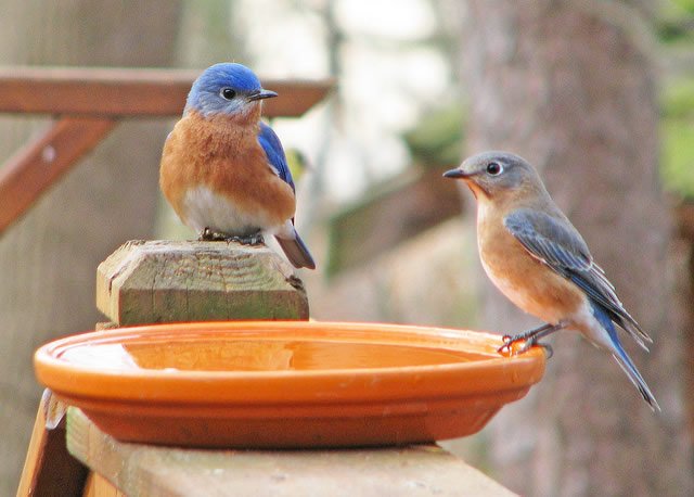 two-eastern-bluebirds